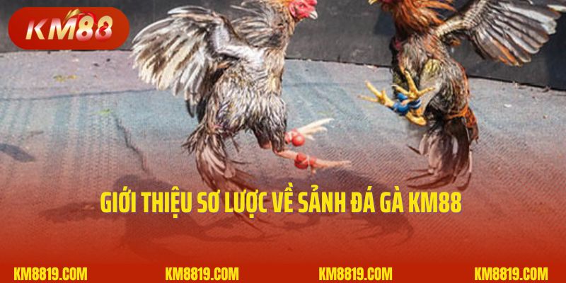 Giới thiệu sơ lược về sảnh đá gà KM88 