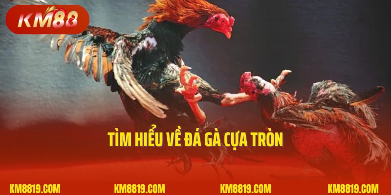 Tìm hiểu về đá gà cựa tròn
